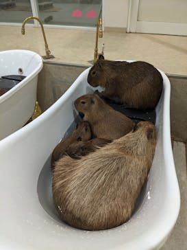 アニタッチPARKイオンモール太田に投稿された画像（2025/12/2）