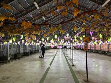 EnglishGardenローザンベリー多和田に投稿された画像（2025/12/2）