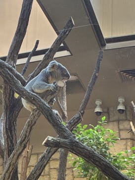 名古屋市東山動植物園に投稿された画像（2025/12/2）
