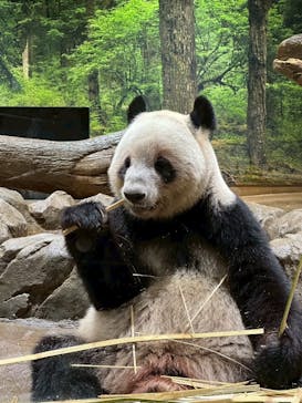 恩賜上野動物園に投稿された画像（2025/12/2）