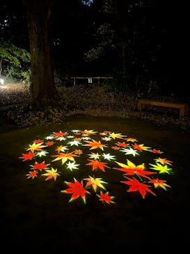 六義園に投稿された画像（2025/12/2）