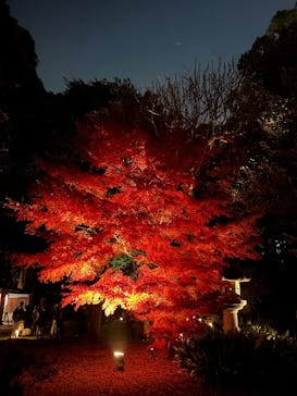 六義園に投稿された画像（2025/12/2）