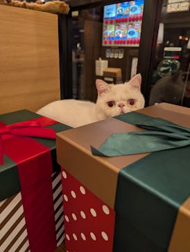 猫カフェモカ　池袋東口店に投稿された画像（2025/12/2）