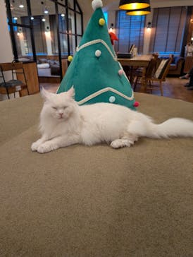 猫カフェモカ　池袋東口店に投稿された画像（2025/12/2）