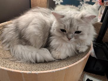 猫カフェモカ　池袋東口店に投稿された画像（2025/12/2）