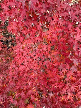 名古屋市東山動植物園に投稿された画像（2025/12/2）