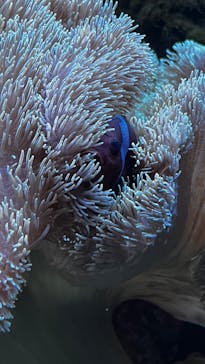 大分マリーンパレス水族館 「うみたまご」に投稿された画像（2025/12/2）