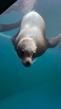 大分マリーンパレス水族館 「うみたまご」に投稿された画像（2025/12/2）
