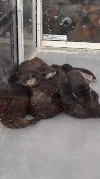 大分マリーンパレス水族館 「うみたまご」に投稿された画像（2025/12/2）