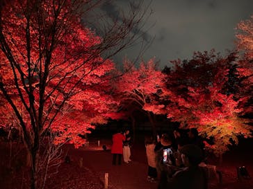 NAKED meets 二条城 2025 観月に投稿された画像（2025/12/2）