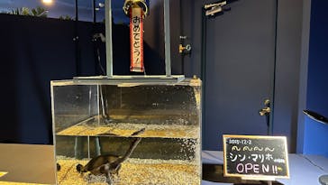 シン・マリホ水族館に投稿された画像（2025/12/2）