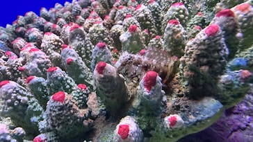 シン・マリホ水族館に投稿された画像（2025/12/2）