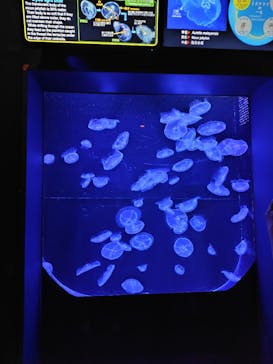 沖縄美ら海水族館に投稿された画像（2025/12/2）