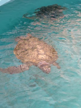 沖縄美ら海水族館に投稿された画像（2025/12/2）