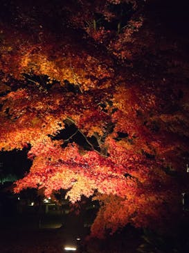 六義園に投稿された画像（2025/12/2）