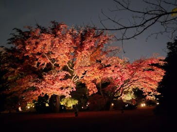 六義園に投稿された画像（2025/12/2）