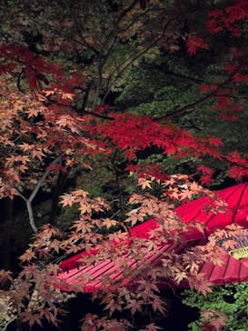 六義園に投稿された画像（2025/12/2）