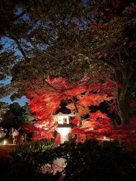 六義園に投稿された画像（2025/12/2）