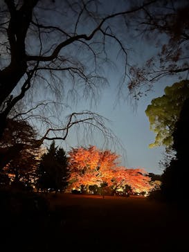 六義園に投稿された画像（2025/12/2）