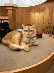 猫カフェモカ 梅田店に投稿された画像（2025/12/2）