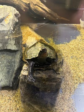 シン・マリホ水族館に投稿された画像（2025/12/2）