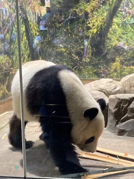 恩賜上野動物園に投稿された画像（2025/12/3）