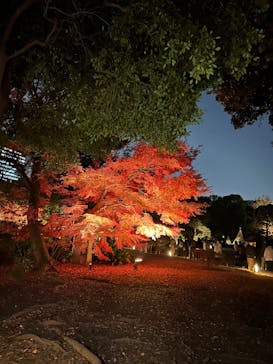 六義園に投稿された画像（2025/12/3）