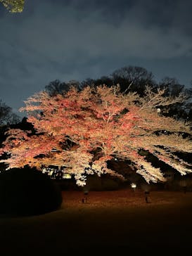 六義園に投稿された画像（2025/12/3）
