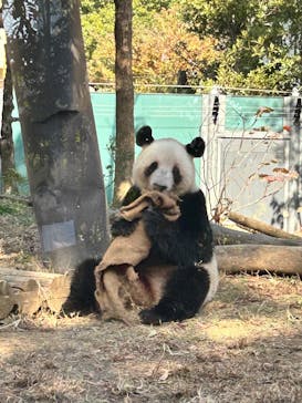 恩賜上野動物園に投稿された画像（2025/12/3）
