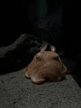 サンシャイン水族館に投稿された画像（2025/12/3）