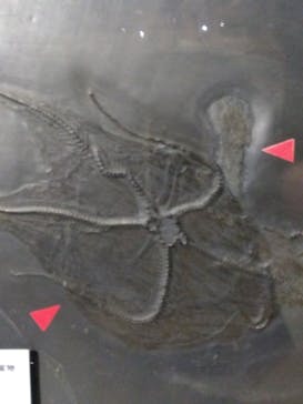 特別展「大絶滅展―生命史のビッグファイブ」に投稿された画像（2025/12/3）