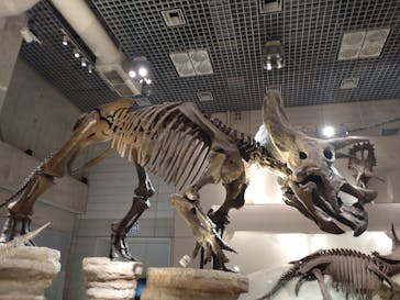 国立科学博物館に投稿された画像（2025/12/3）