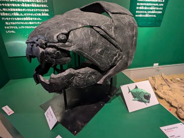 特別展「大絶滅展―生命史のビッグファイブ」に投稿された画像（2025/12/3）