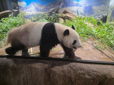 恩賜上野動物園に投稿された画像（2025/12/3）