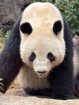 恩賜上野動物園に投稿された画像（2025/12/3）