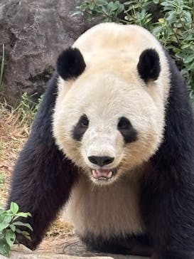 恩賜上野動物園に投稿された画像（2025/12/3）
