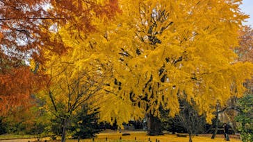 東京国立博物館に投稿された画像（2025/12/3）