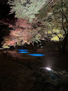 六義園に投稿された画像（2025/12/3）