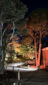 NAKED meets 二条城 2025 観月に投稿された画像（2025/12/3）