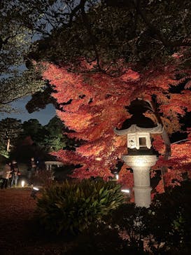 六義園に投稿された画像（2025/12/3）