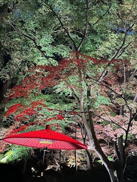 六義園に投稿された画像（2025/12/3）