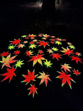 六義園に投稿された画像（2025/12/3）