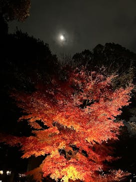 六義園に投稿された画像（2025/12/3）