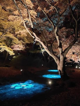 六義園に投稿された画像（2025/12/3）