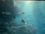 沖縄美ら海水族館に投稿された画像（2025/12/3）