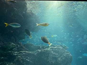 沖縄美ら海水族館に投稿された画像（2025/12/3）
