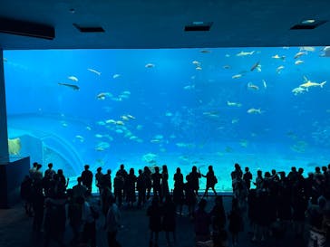 沖縄美ら海水族館に投稿された画像（2025/12/3）