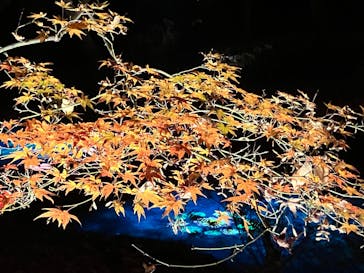 六義園に投稿された画像（2025/12/3）