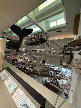 太地町立くじらの博物館に投稿された画像（2025/12/3）