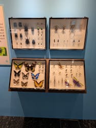 特別展「昆虫MANIAC」（名古屋会場）に投稿された画像（2025/12/3）